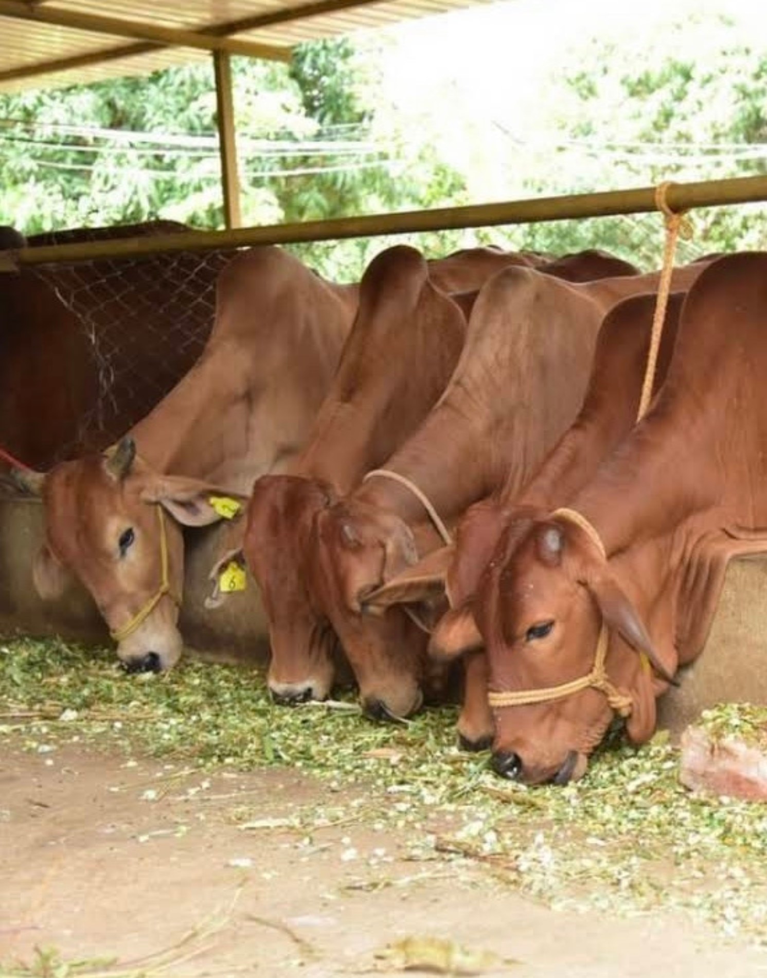 haryana-farms-sahiwal-cow